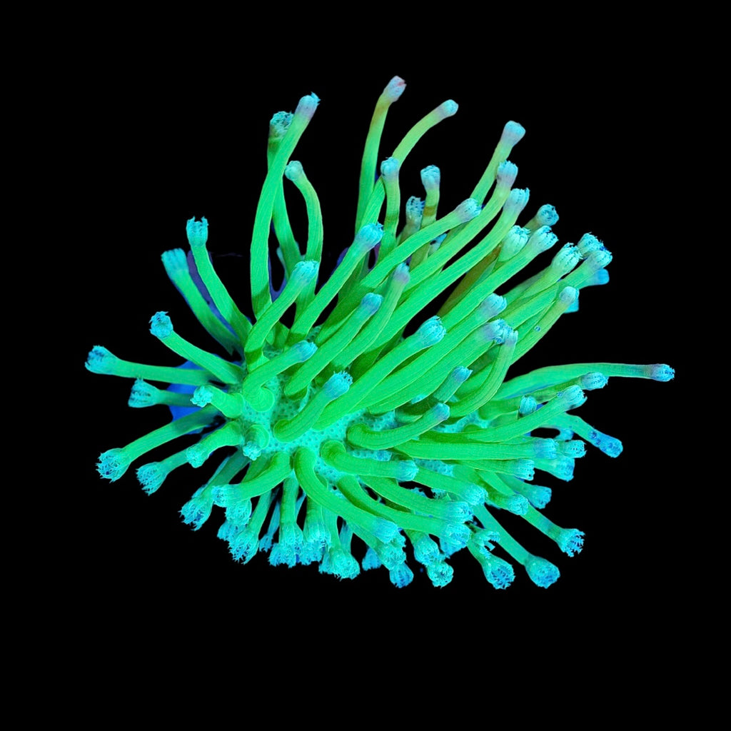 Long Polyp Ultra Green Toadstool