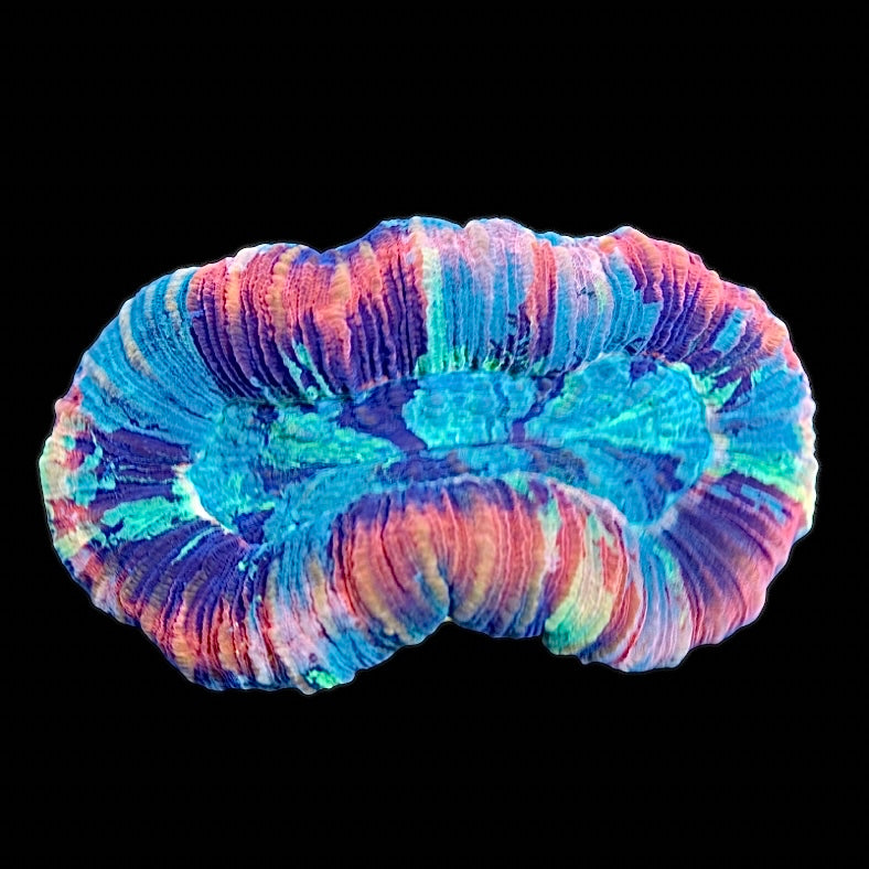 Ultra Trachyphyllia 7 WYSIWYG