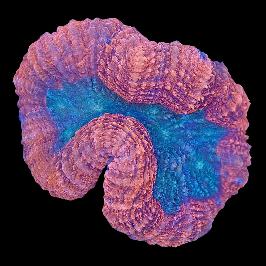 Pink and Teal Lobophyllia WYSIWYG (11cm)