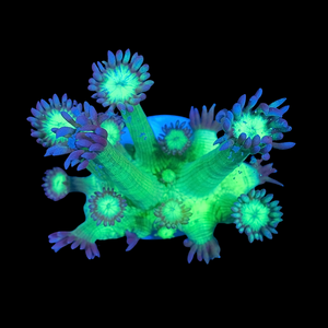 Medusa Goniopora