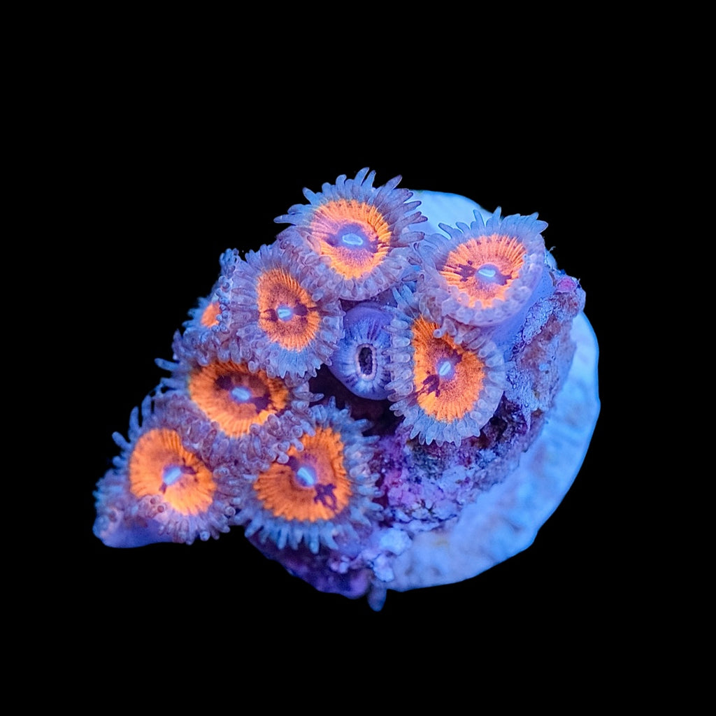 Armour of God Zoas