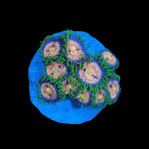 Laser Lemon Zoas