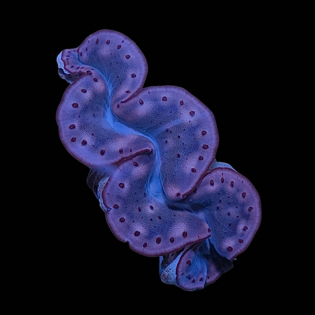 Bronze Maxima Clam 8-10cm WYSIWYG – PrestigeReef