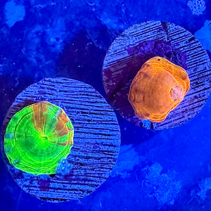 Red Scolymia WYSIWYG