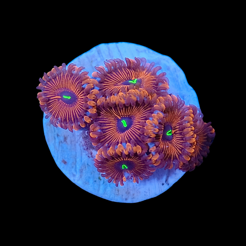 Red People Eater Zoas