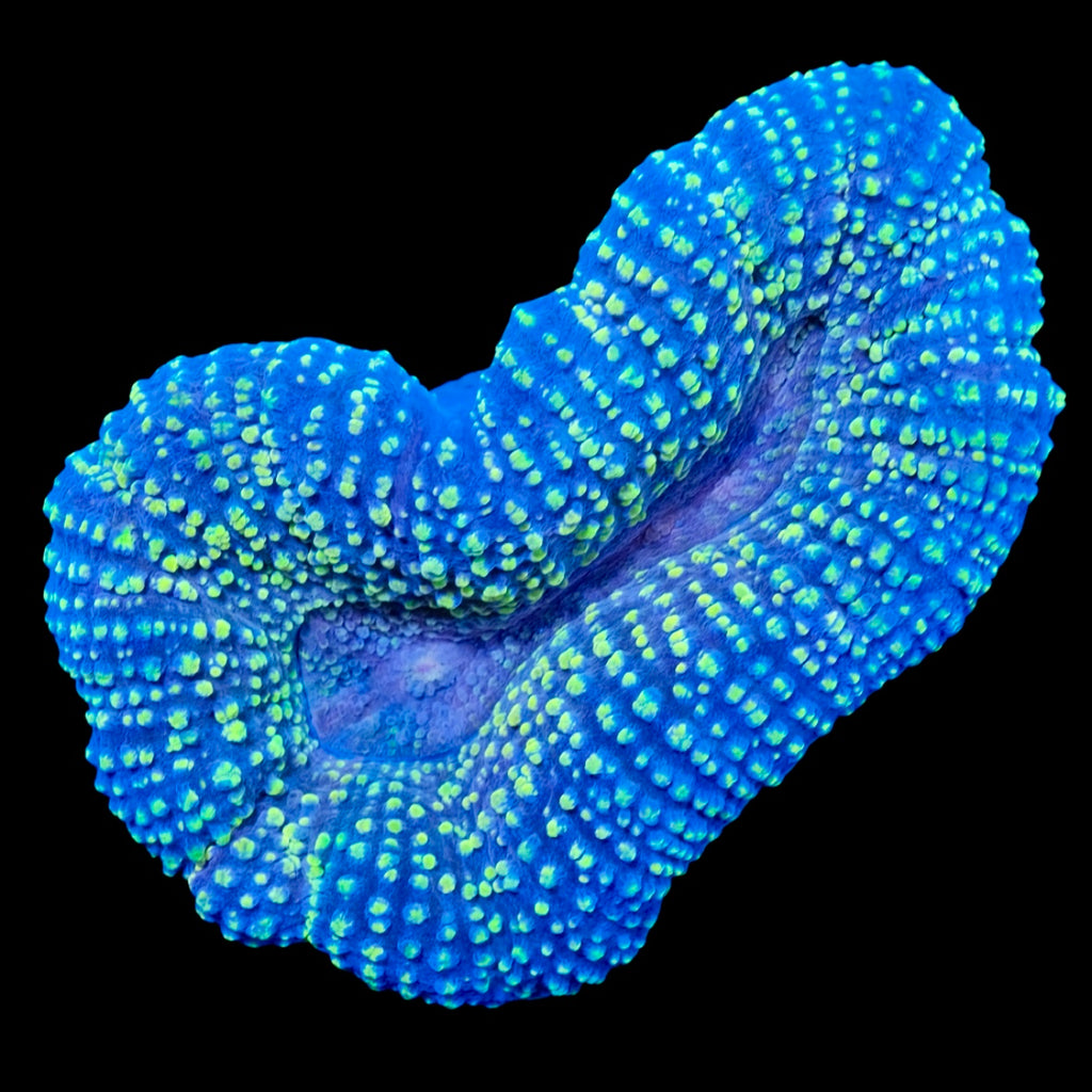 Golden Lobophyllia