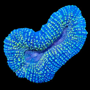 Golden Lobophyllia