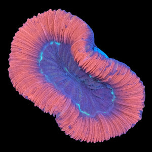 Red Trachyphyllia WYSIWYG