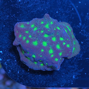 Hulk Leptoseris WYSIWYG
