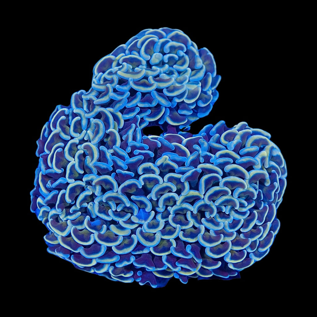 Pearlscale Hammer Coral WYSIWYG Large