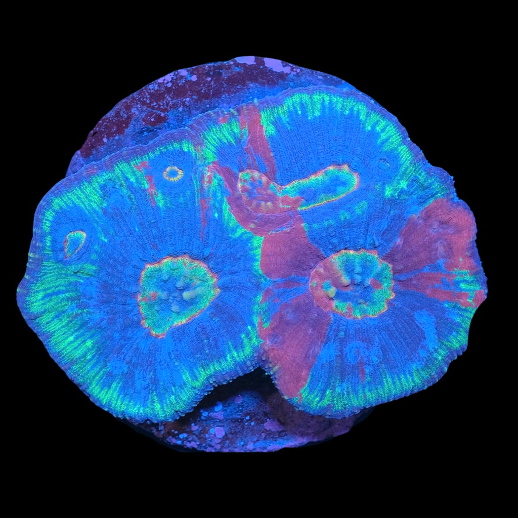 Rainbow Australomussa