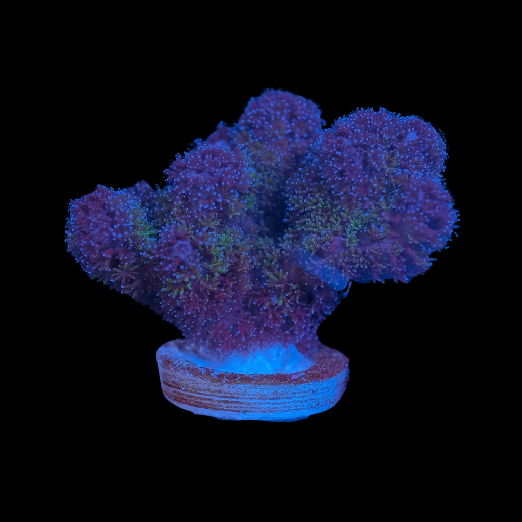 Purple Pocillopora