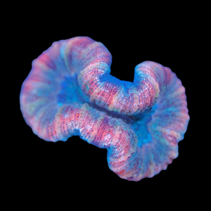 Ultra Trachyphyllia 11 WYSIWYG