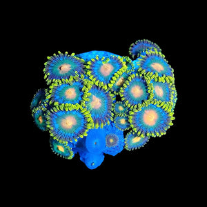 Green Bay Packer Zoas