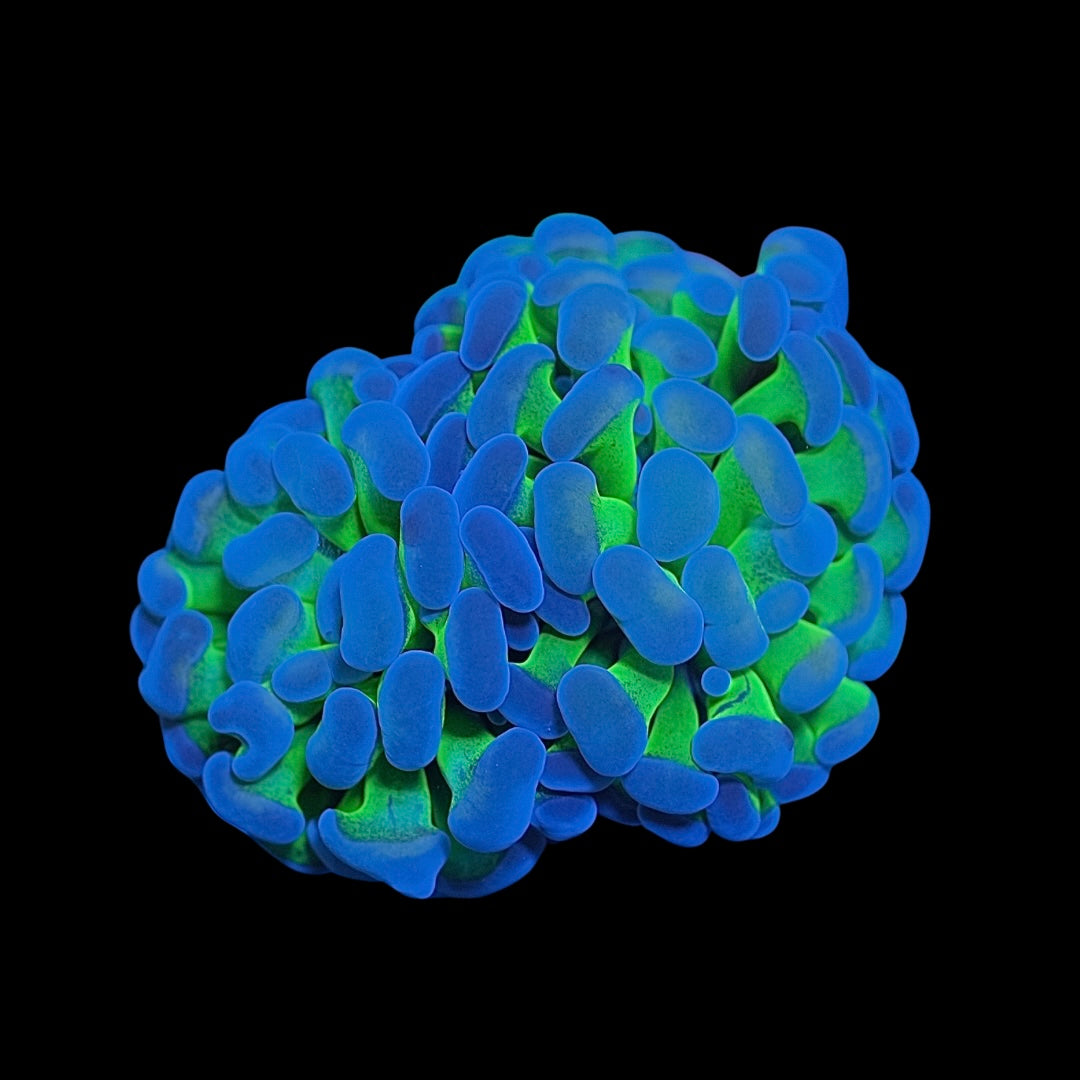 Hologram Hammer Coral (Branching)