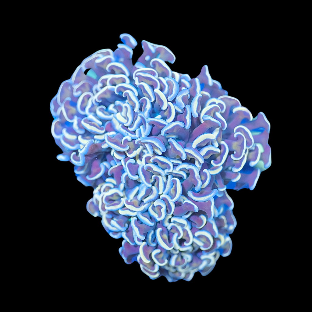 Orange Hammer Coral (WYSIWYG)