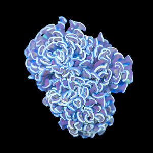 Orange Hammer Coral (WYSIWYG)