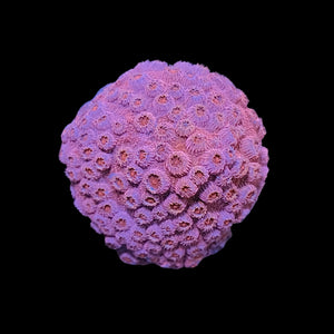 Pink Lady Cyphastrea