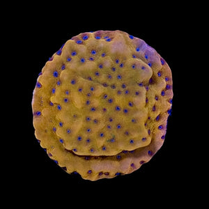 Dragon Rider Montipora