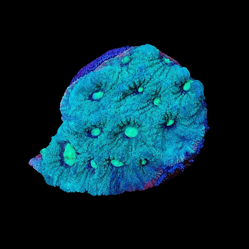Green War Coral (Favites pentagona)