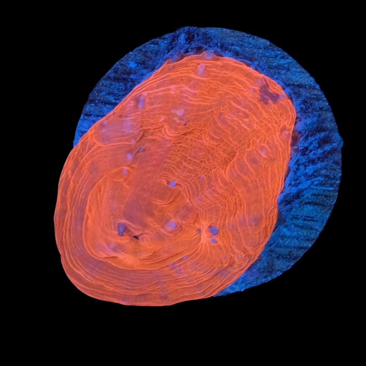Red Scolymia WYSIWYG