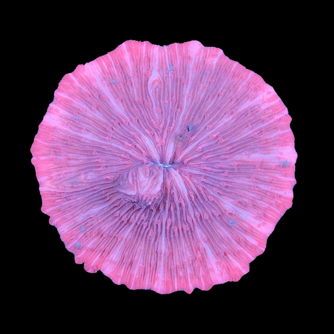 Pink Fungia  WYSIWYG