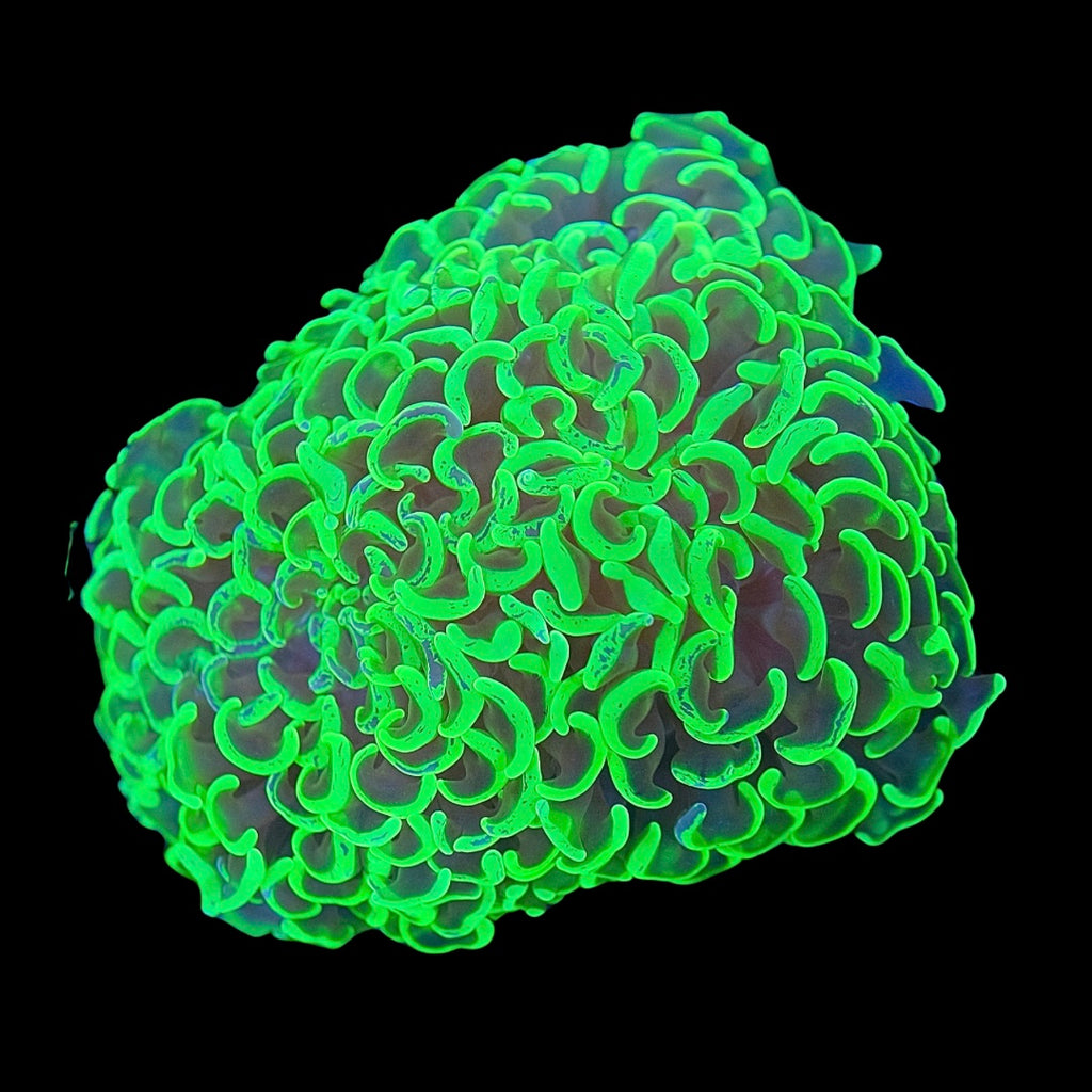 Green Hammer Coral WYSIWYG (10cm)