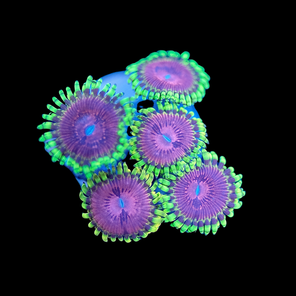 ZOA 　　　　　　　　　　　　　　　　　Z.O.A Metallic Red Zoa (10-15 Polyps colony) | Corals Anonymous