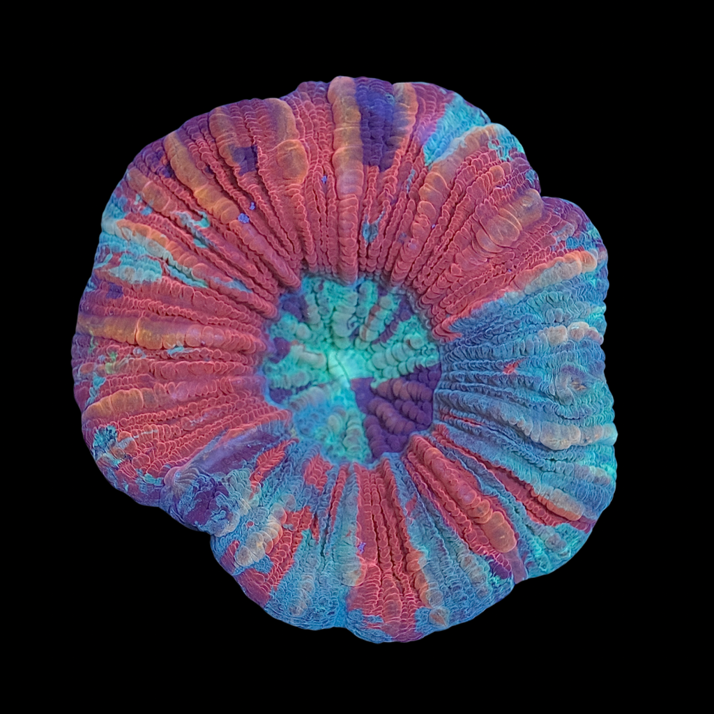 Ultra Trachyphyllia 8 (5cm) WYSIWYG