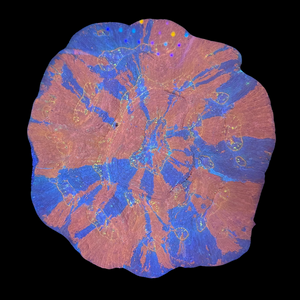 Rainbow Australomussa