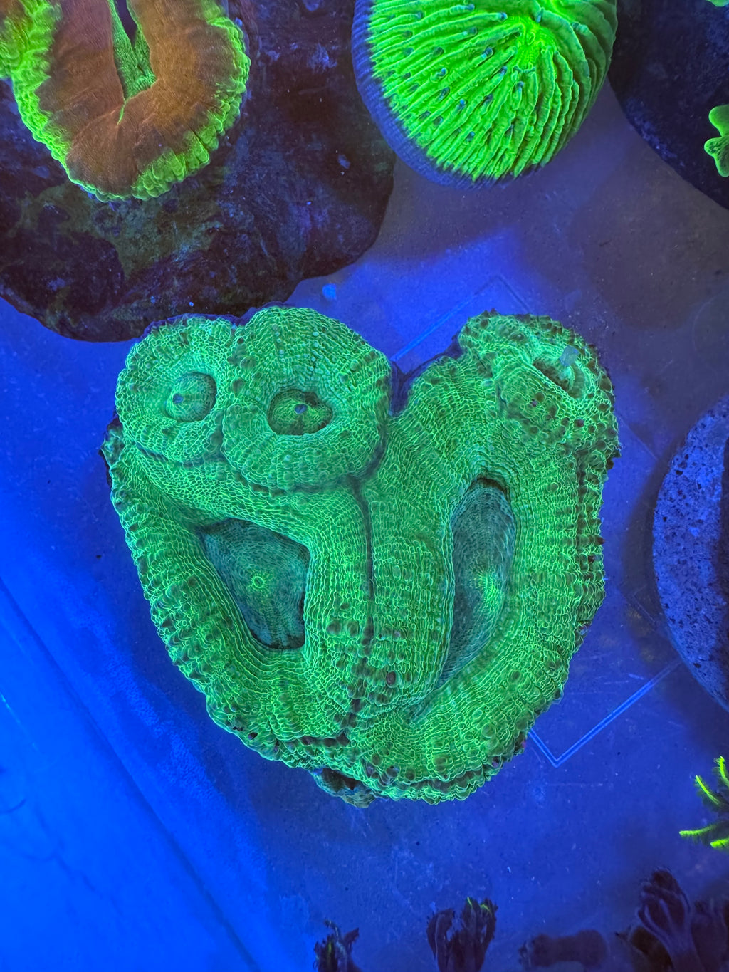 Green Bowerbanki WYSIWYG