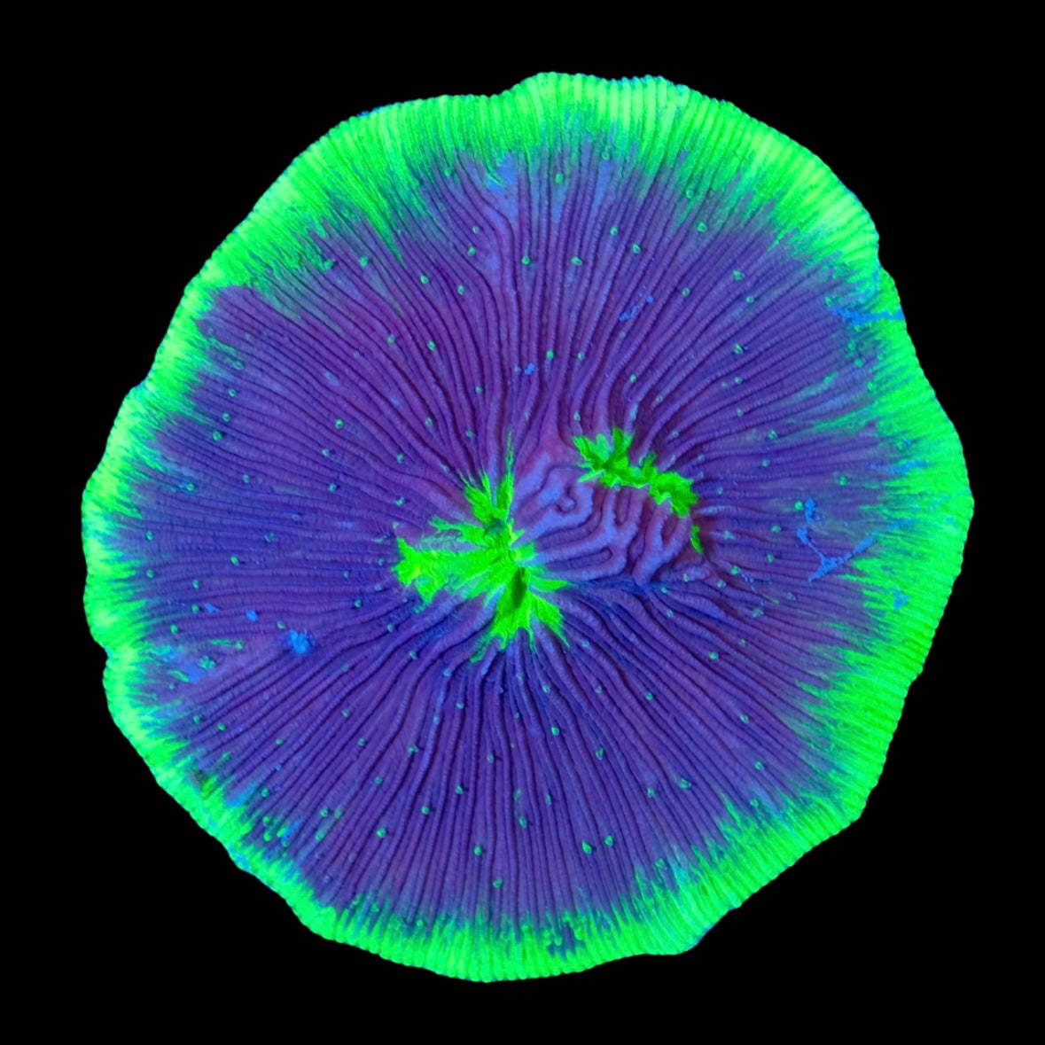 UFO Diaseris WYSIWYG