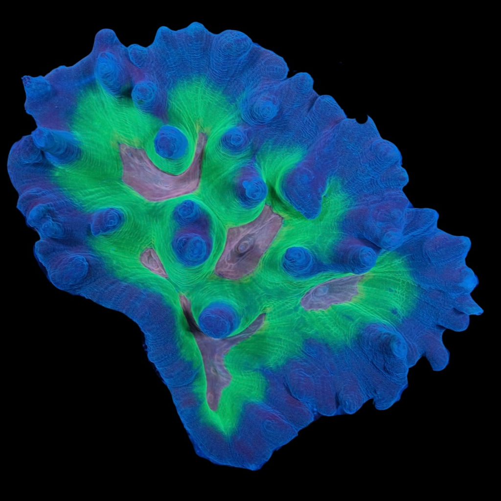 Rainbow Pectinia (10cm) WYSIWYG