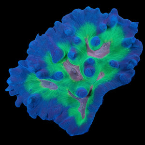 Rainbow Pectinia (10cm) WYSIWYG