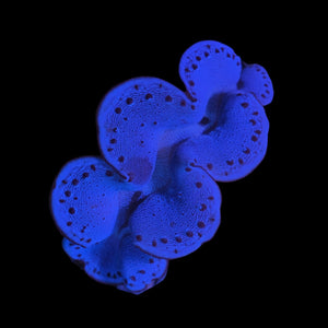 Blue Maxima Clam 9-10cm WYSIWYG