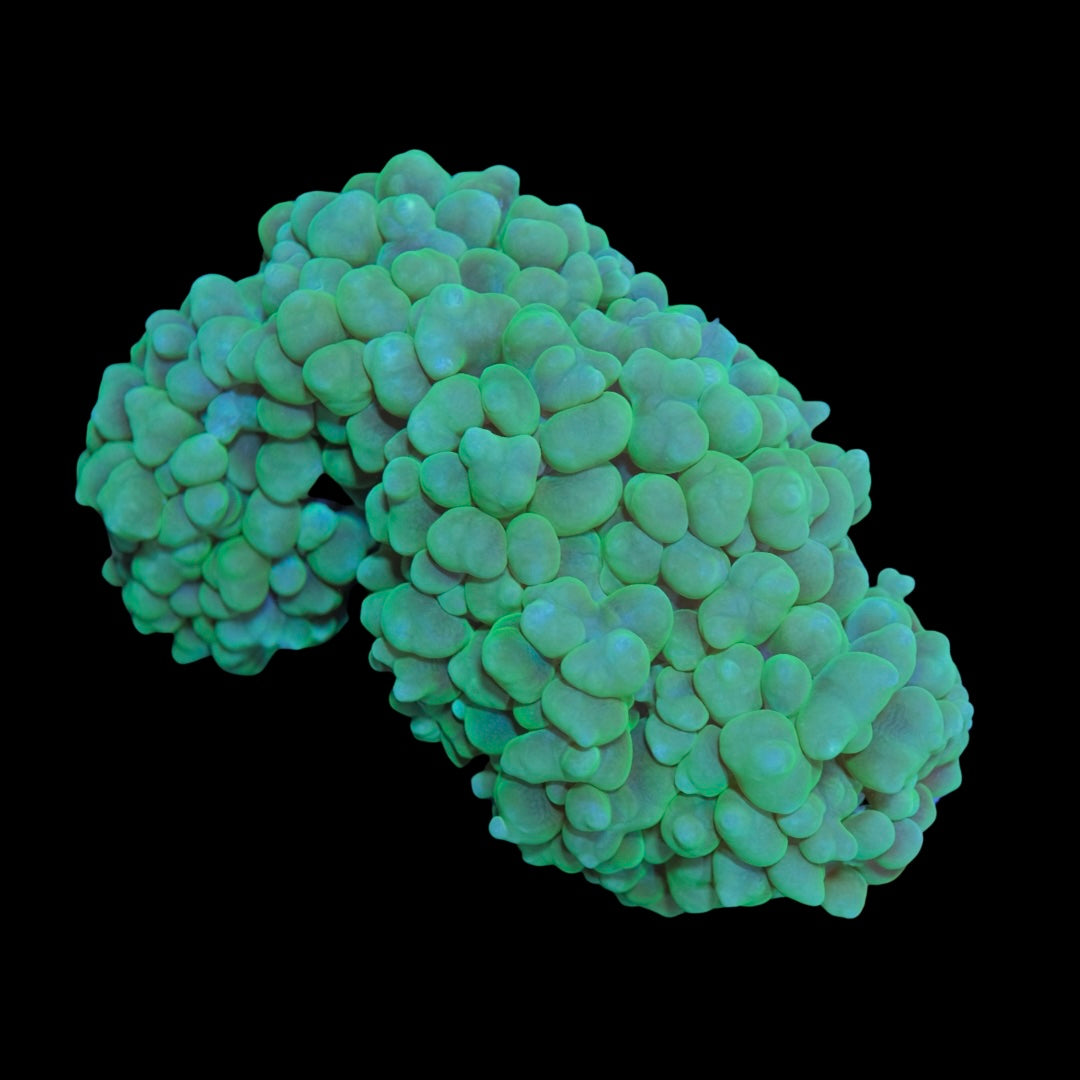 Bubble Coral WYSIWYG 12cm