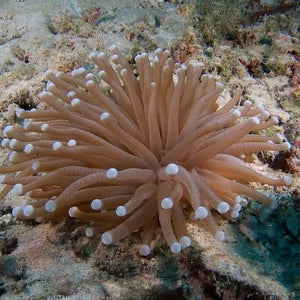 Heliofungia
