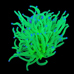 Ultra Grail Torch Coral (Branching)