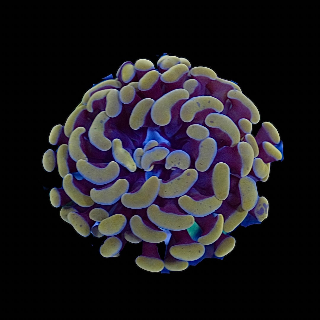 Rose Gold Hammer Coral (Branching)