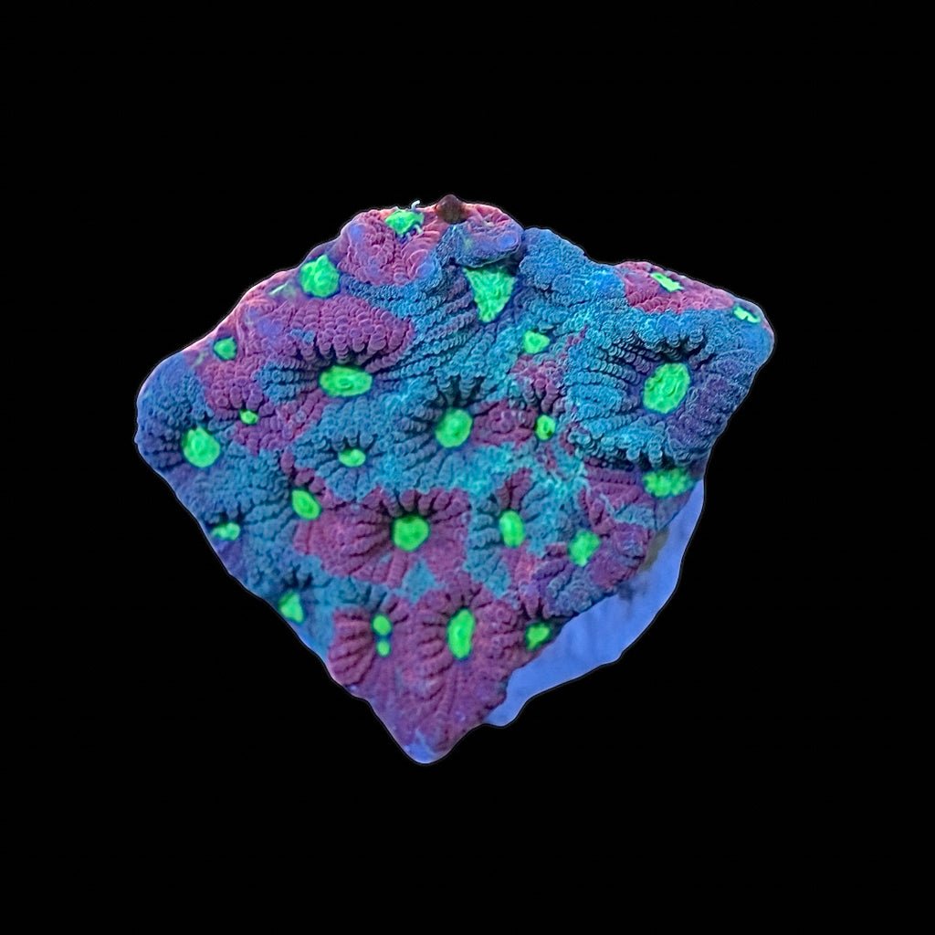 Goblin War Coral (Favites pentagona)