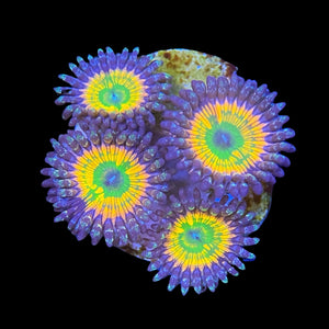 Mega Rainbow Zoas