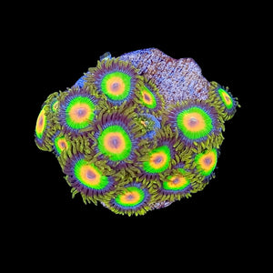 Rasta Zoas