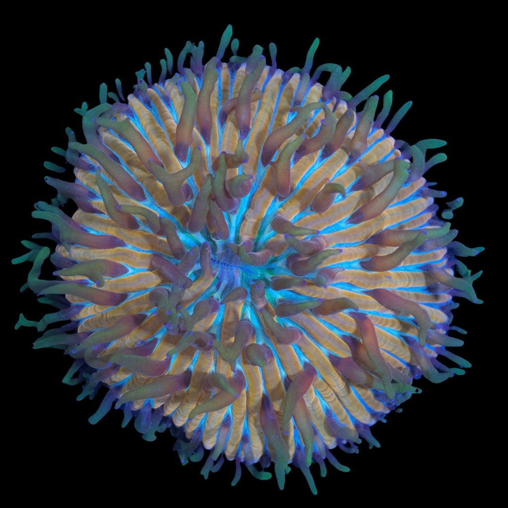 Rainbow Fungia (6cm) WYSIWYG