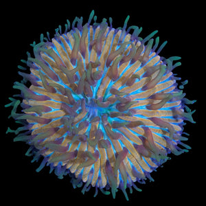 Rainbow Fungia (6cm) WYSIWYG