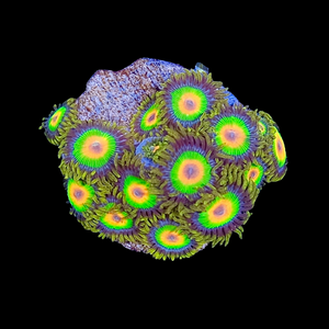 Rasta Zoas