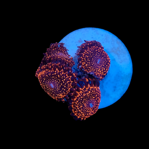 OG Nightmare Zoas