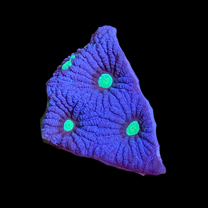 Neptune War Coral (Favites pentagona)