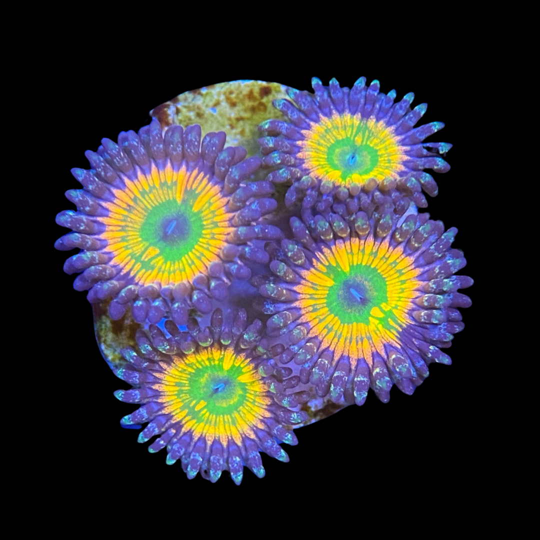 Mega Rainbow Zoas