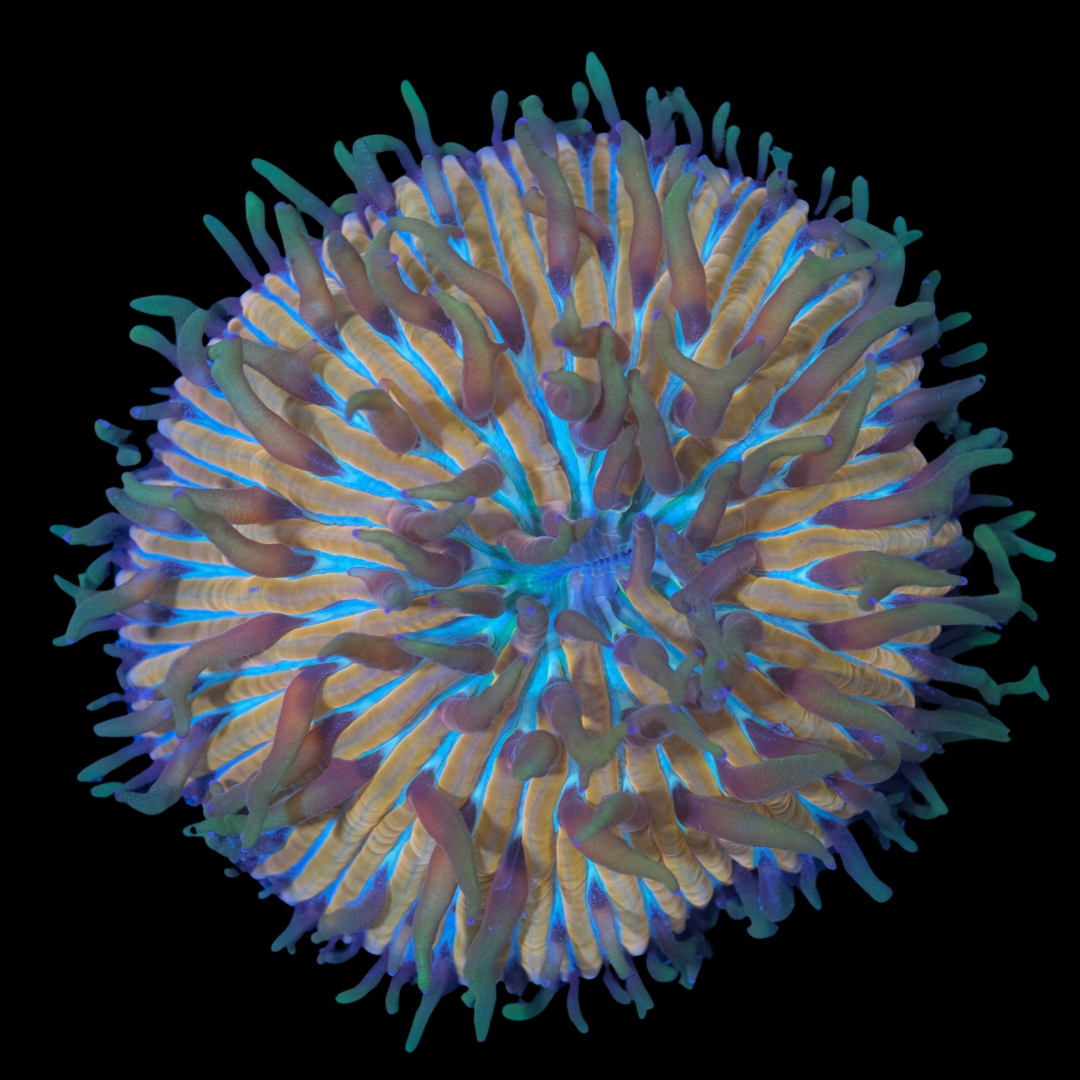 Rainbow Fungia (6cm) WYSIWYG