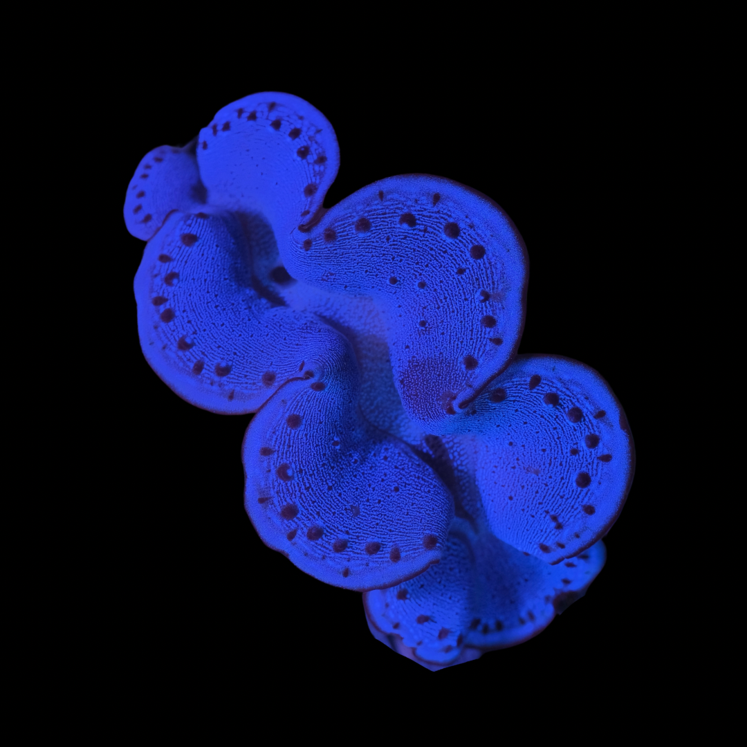 Blue Maxima Clam 9-10cm WYSIWYG